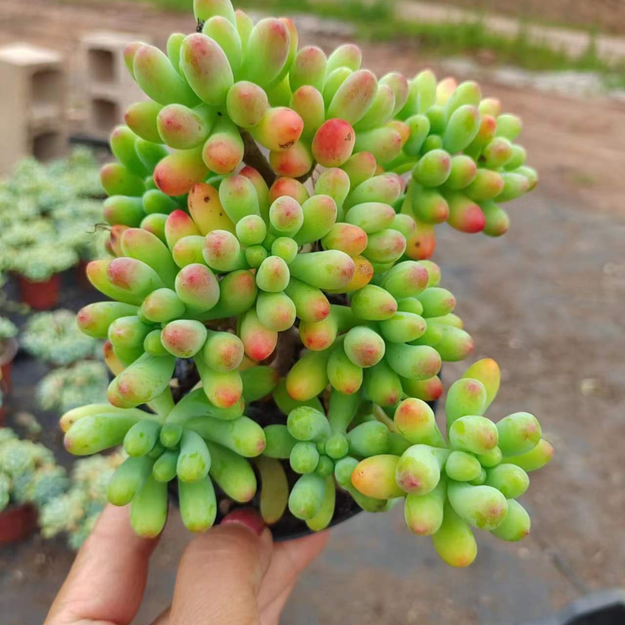 果冻乙女心 /满9.99包邮/吹吹多肉养护多肉植物脱土老桩