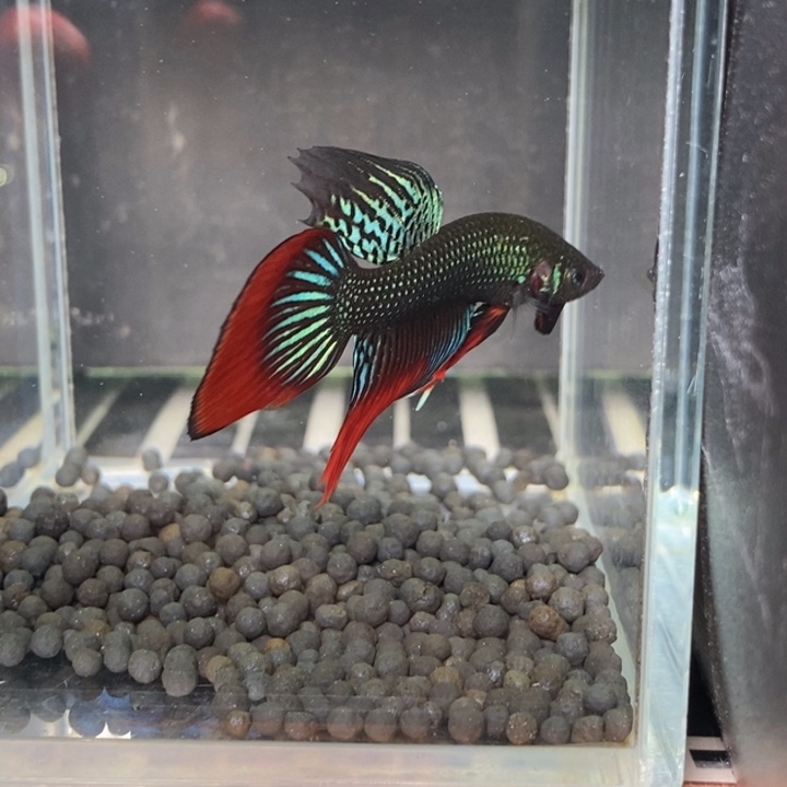 斗鱼泰国斗鱼545号