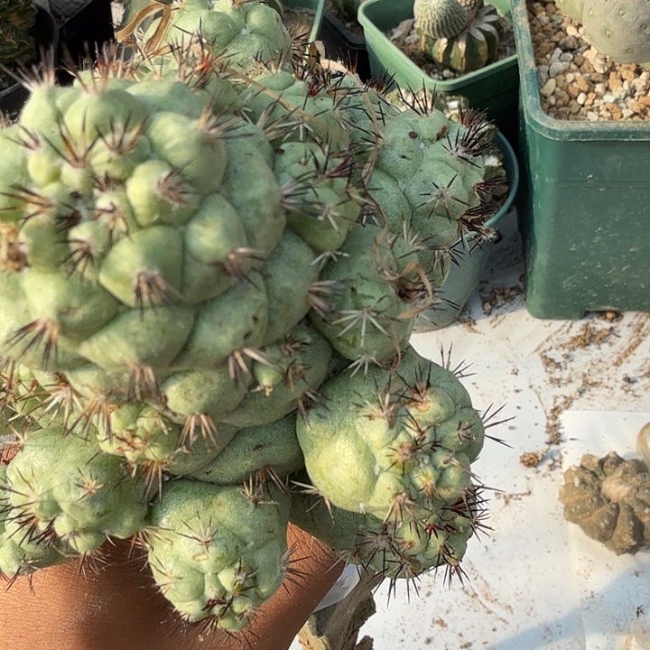 帝王丸子仙人球0125