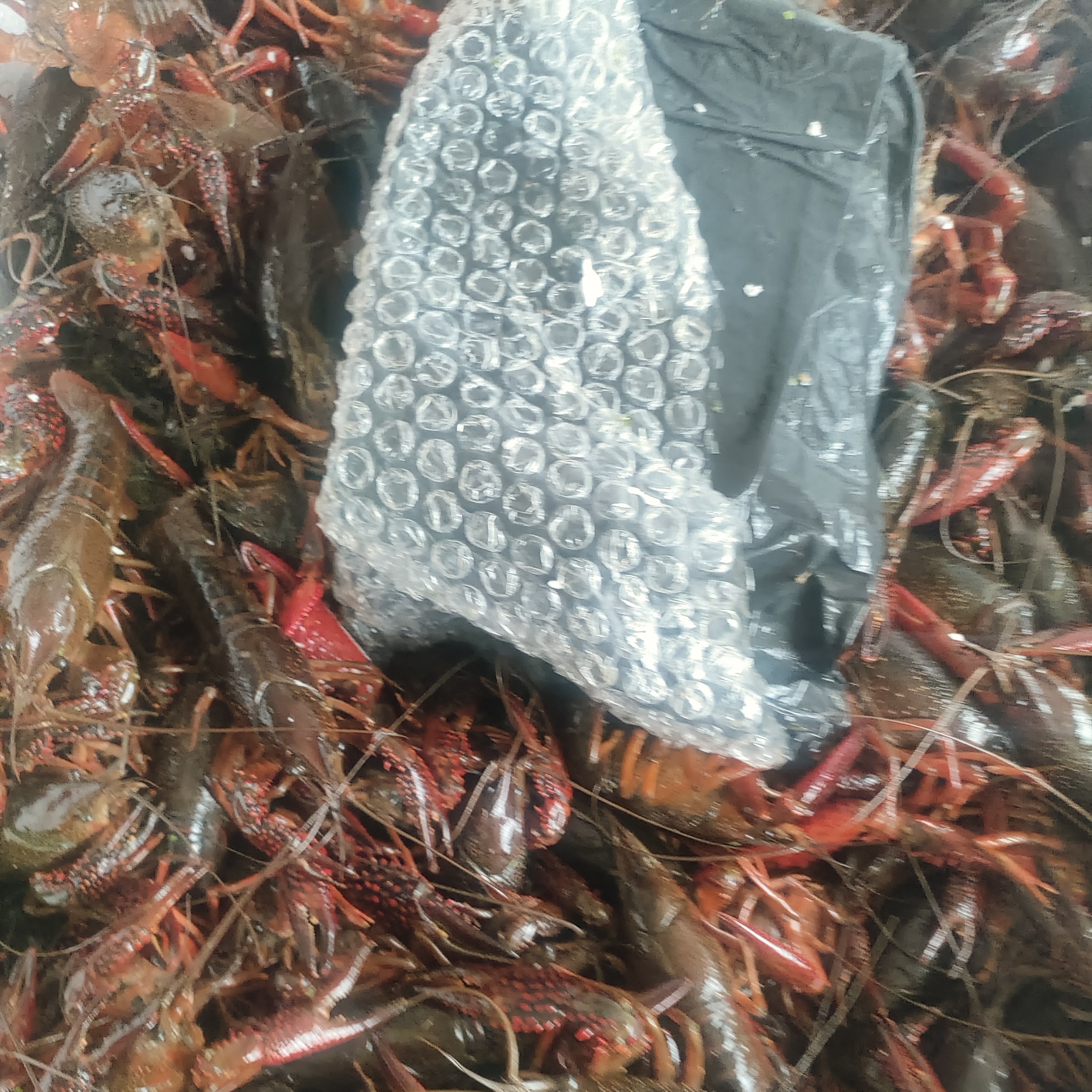 大青小龙虾一小时送达，净重一斤13只左右，规格789包洗不杀。