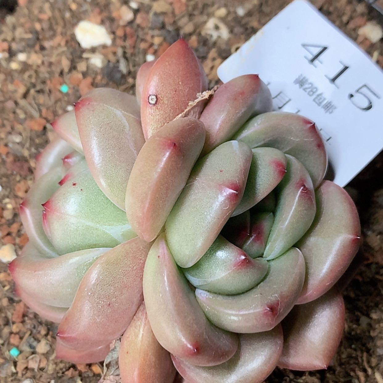 【闪购商品】云415