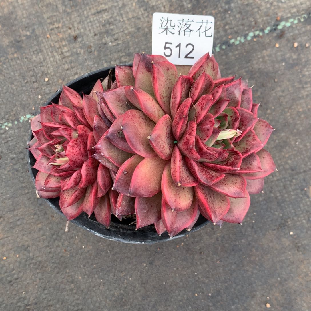 精品多肉植物512