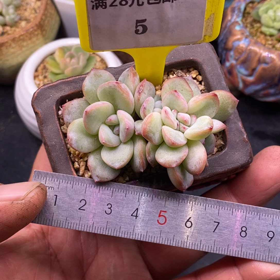 95泡芙缀化多肉，老桩的……