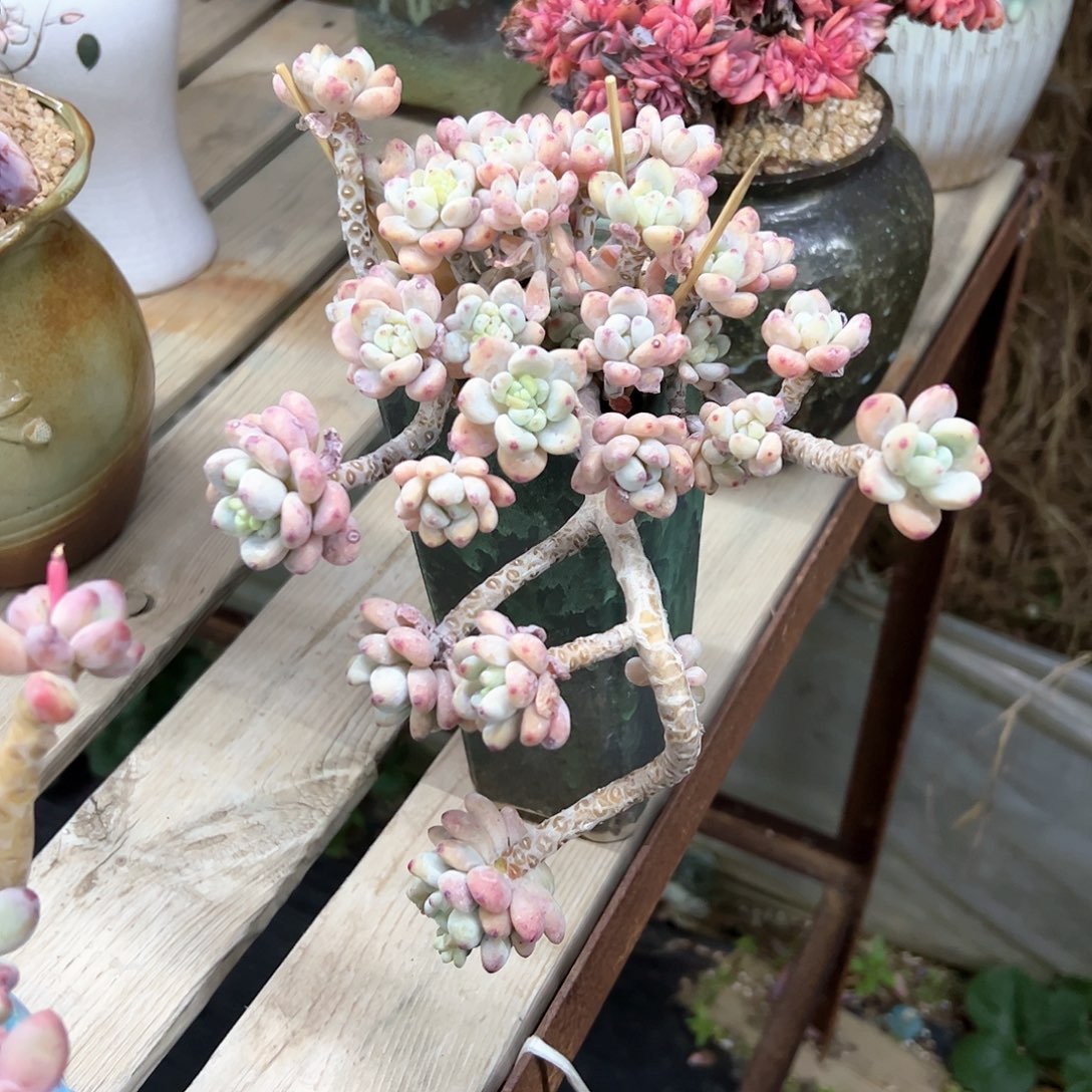 劳尔28 零零多肉植物