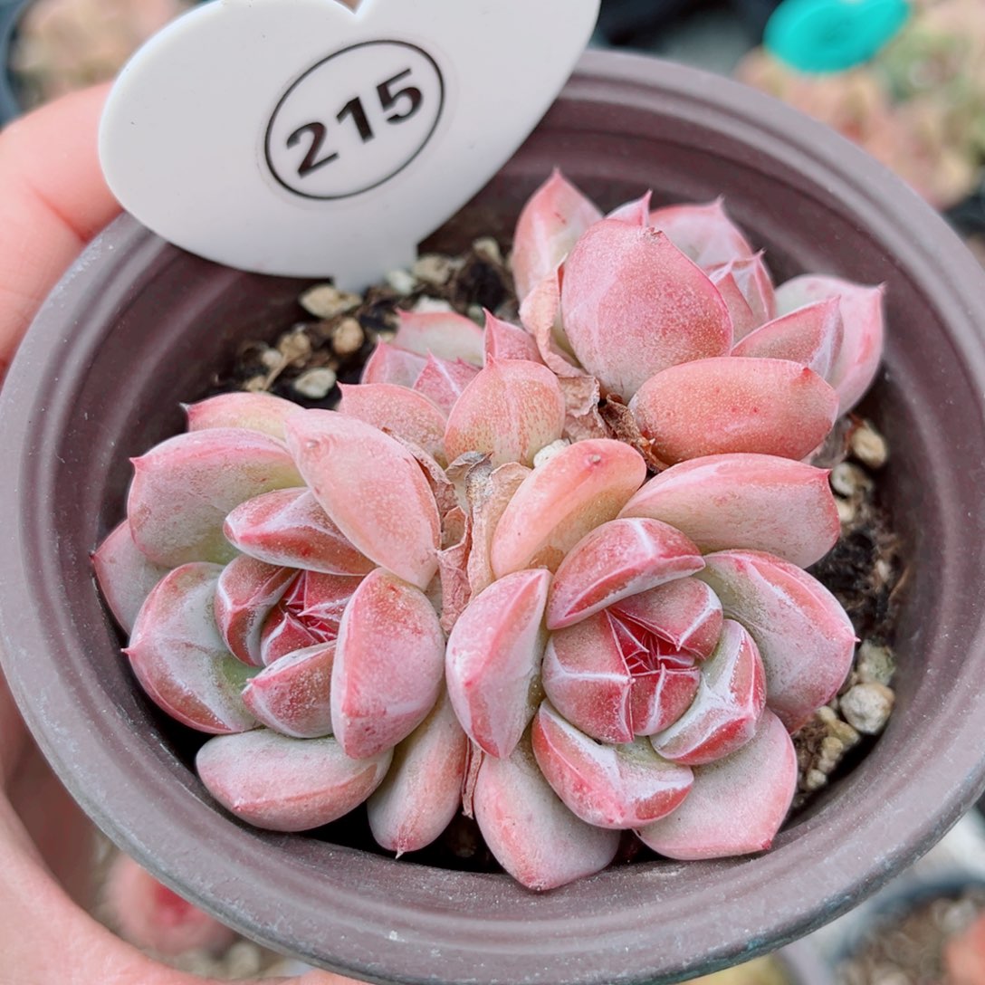 215号小老桩珍妮群