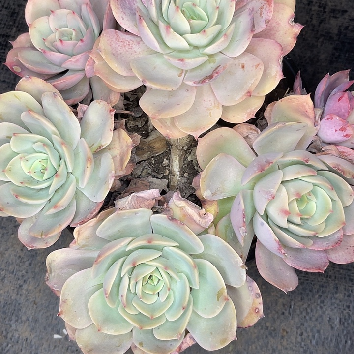 绚***两单包邮，一物一拍