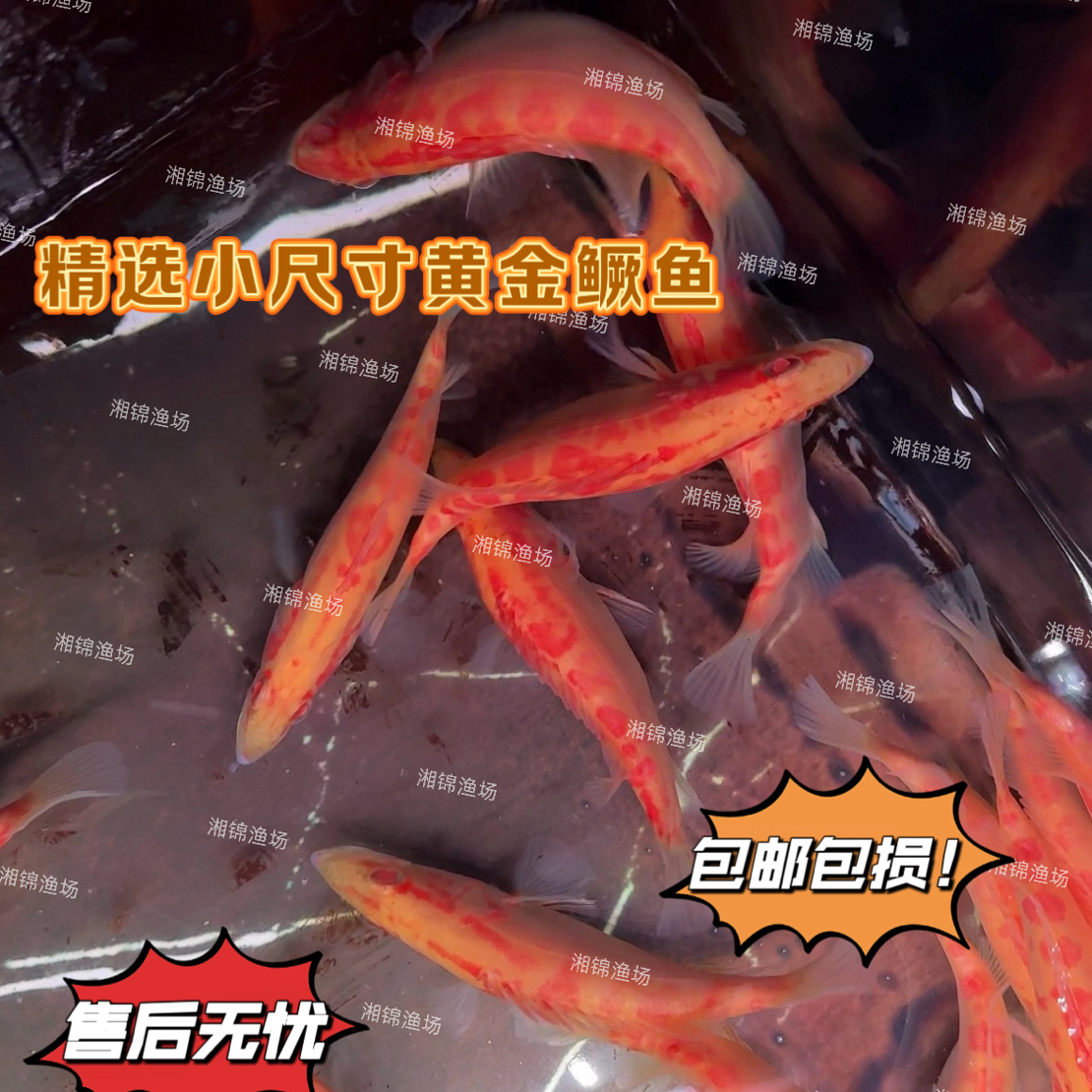 元旦特价精选白子红眼黄金鳜鱼适合水族养殖淡水鱼不褪色不返沙