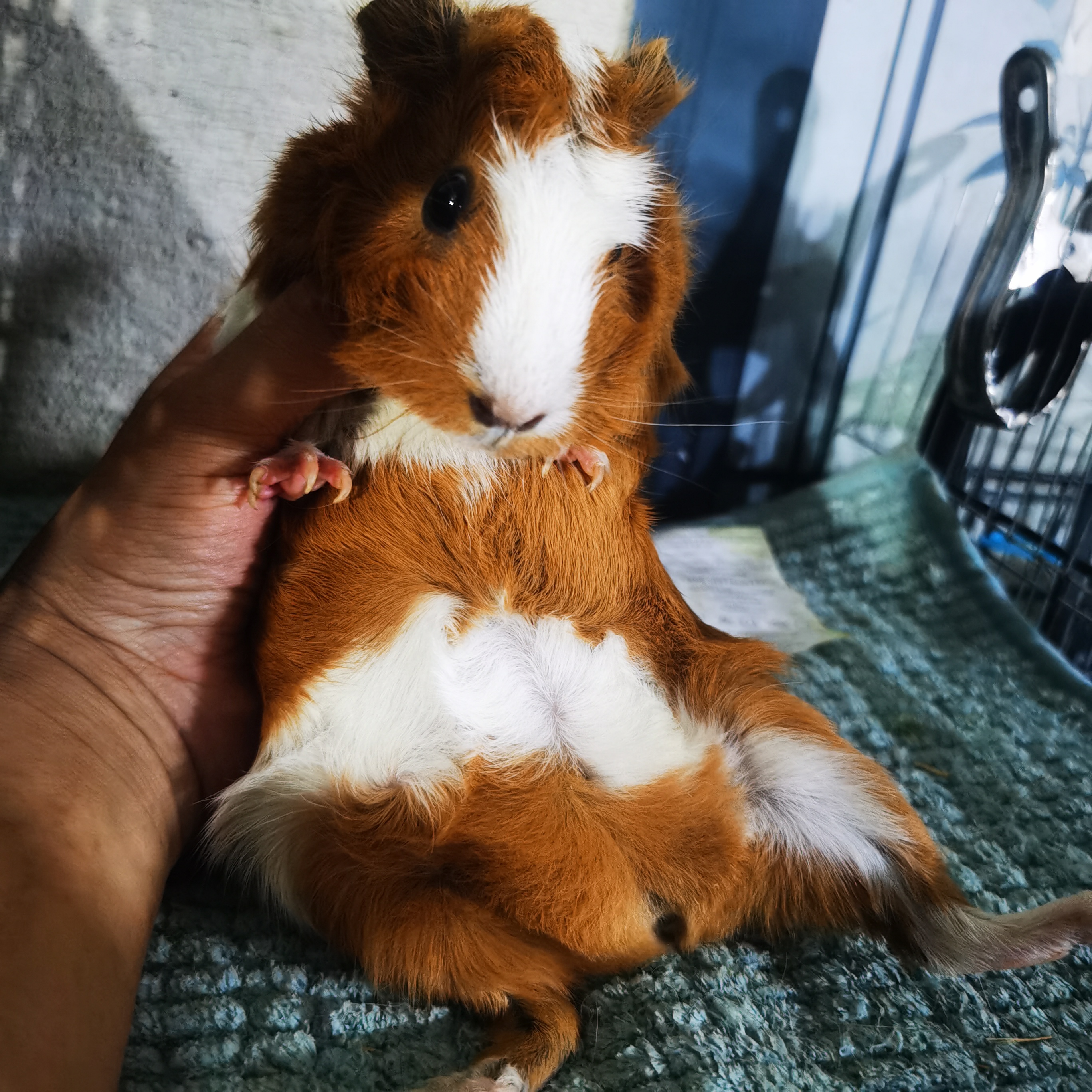 豚鼠短逆妹妹一物一拍包活三天