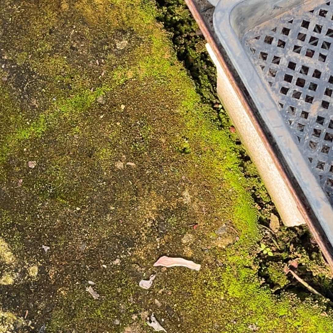 有***西小姐姐的多肉植物群生充值