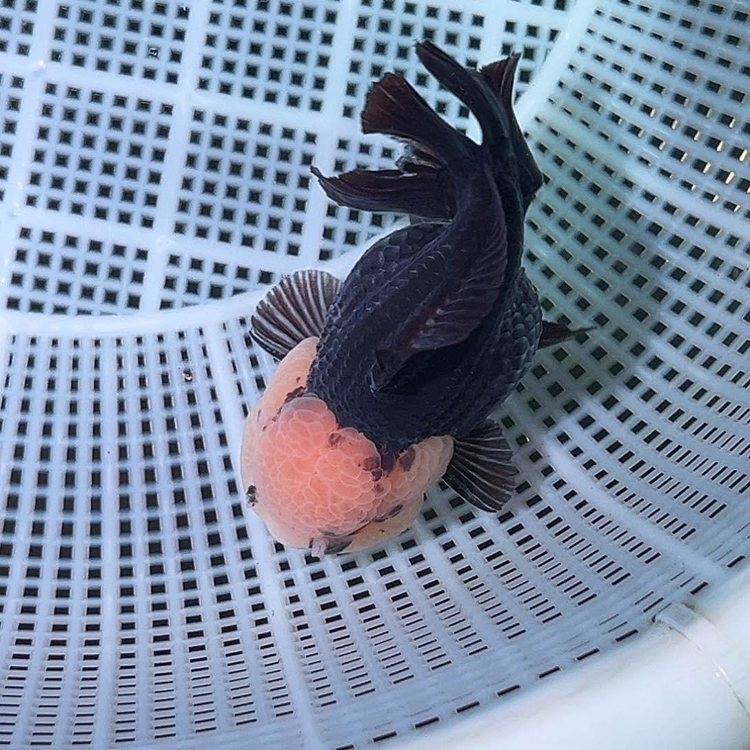 金鱼精品原泰玉面黑袍运费顺丰到付