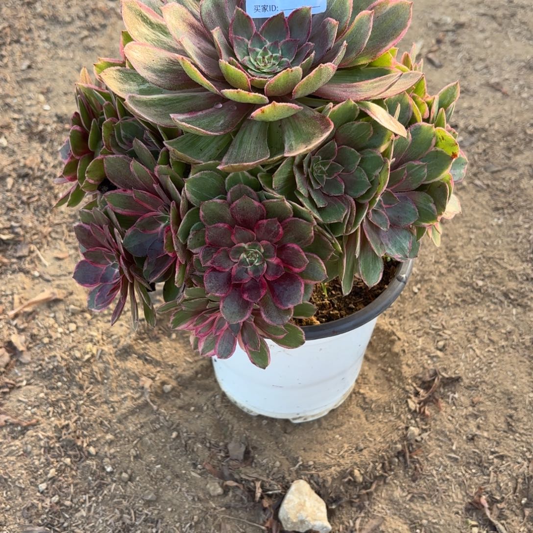 莲花座断枝不包413