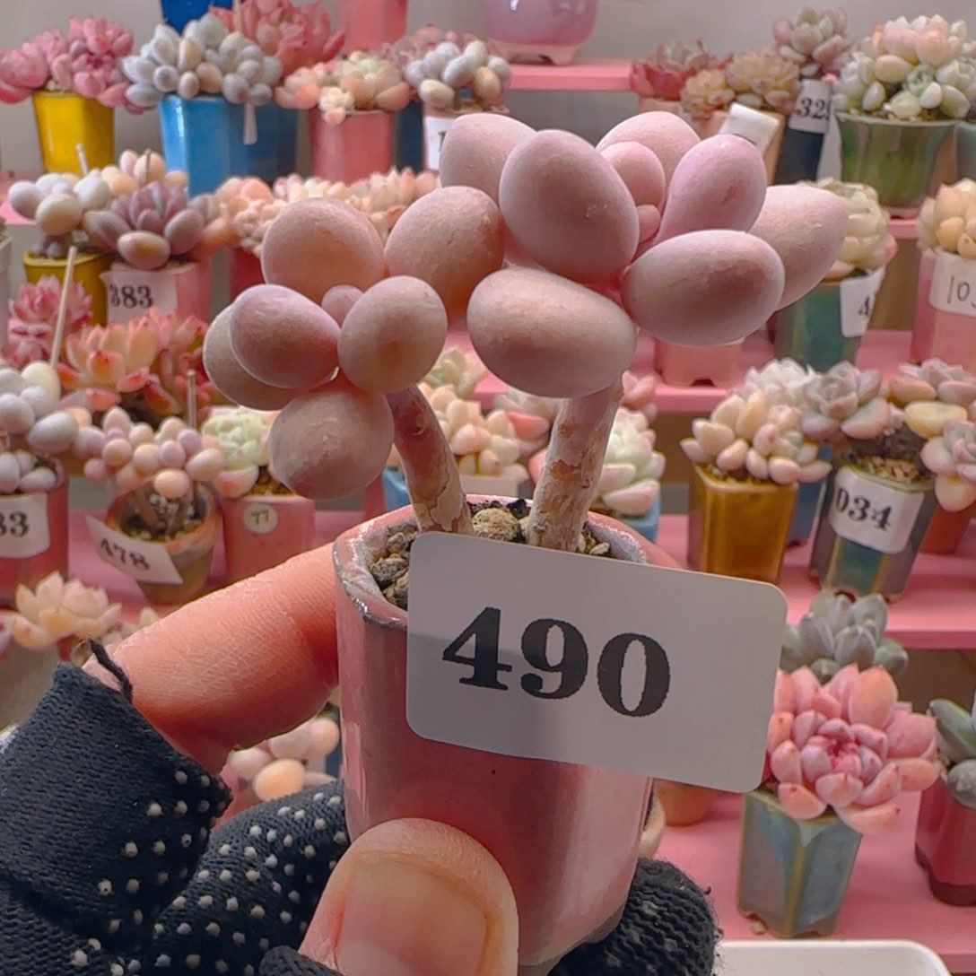 桃蛋490 ，带盆土发货，满38包邮非偏远。