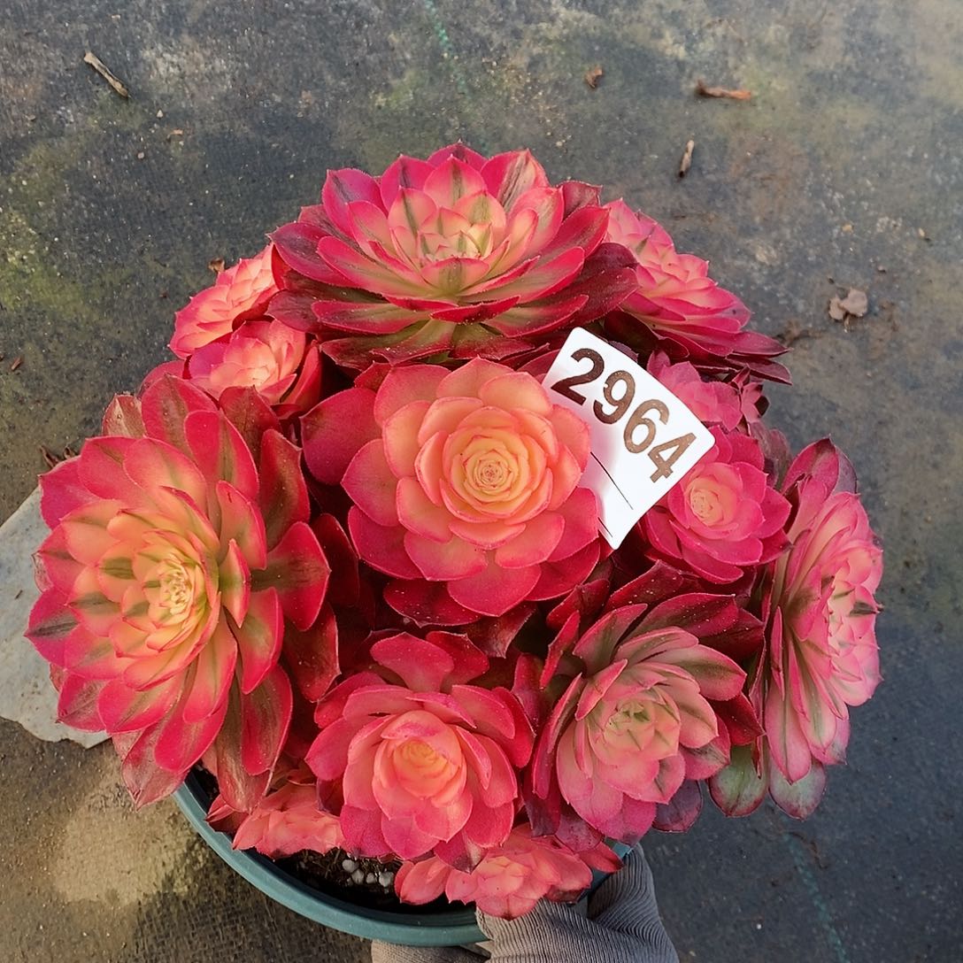 红陶2964荔枝冠22左右