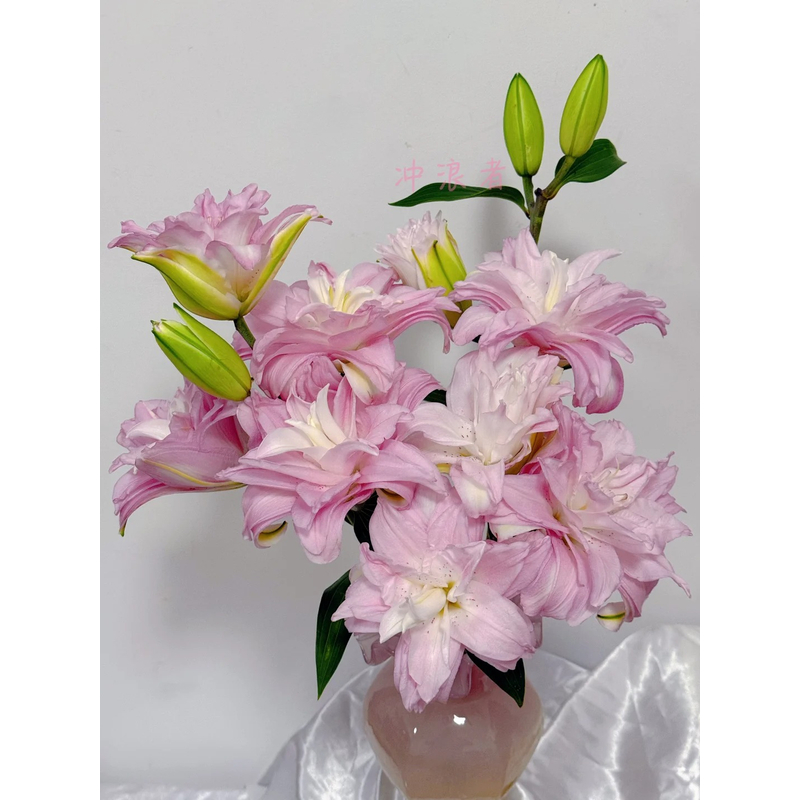 【冲浪者】重瓣香水百合一单包邮云南鲜花昆明基地现采现发