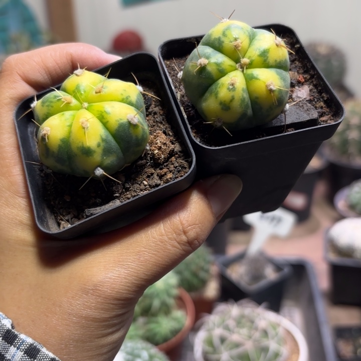 9967二个圣王锦好养