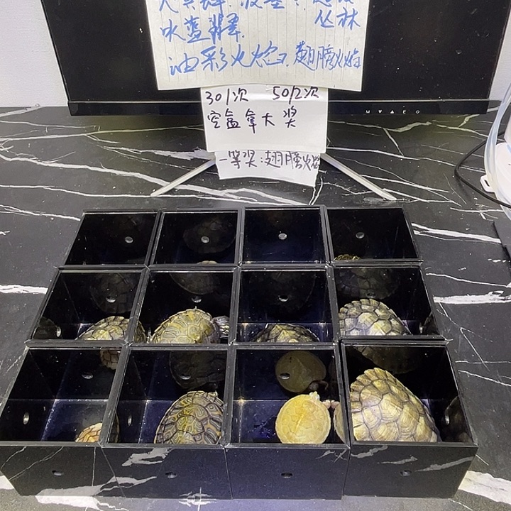 绿毛龟母25开一个盒子，不计成本