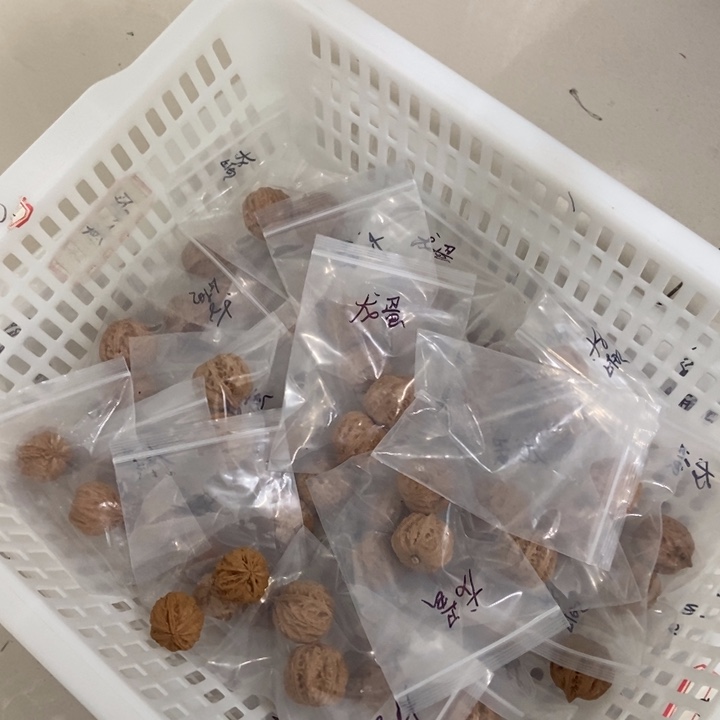 吊坠文玩核桃龙蛋秋子