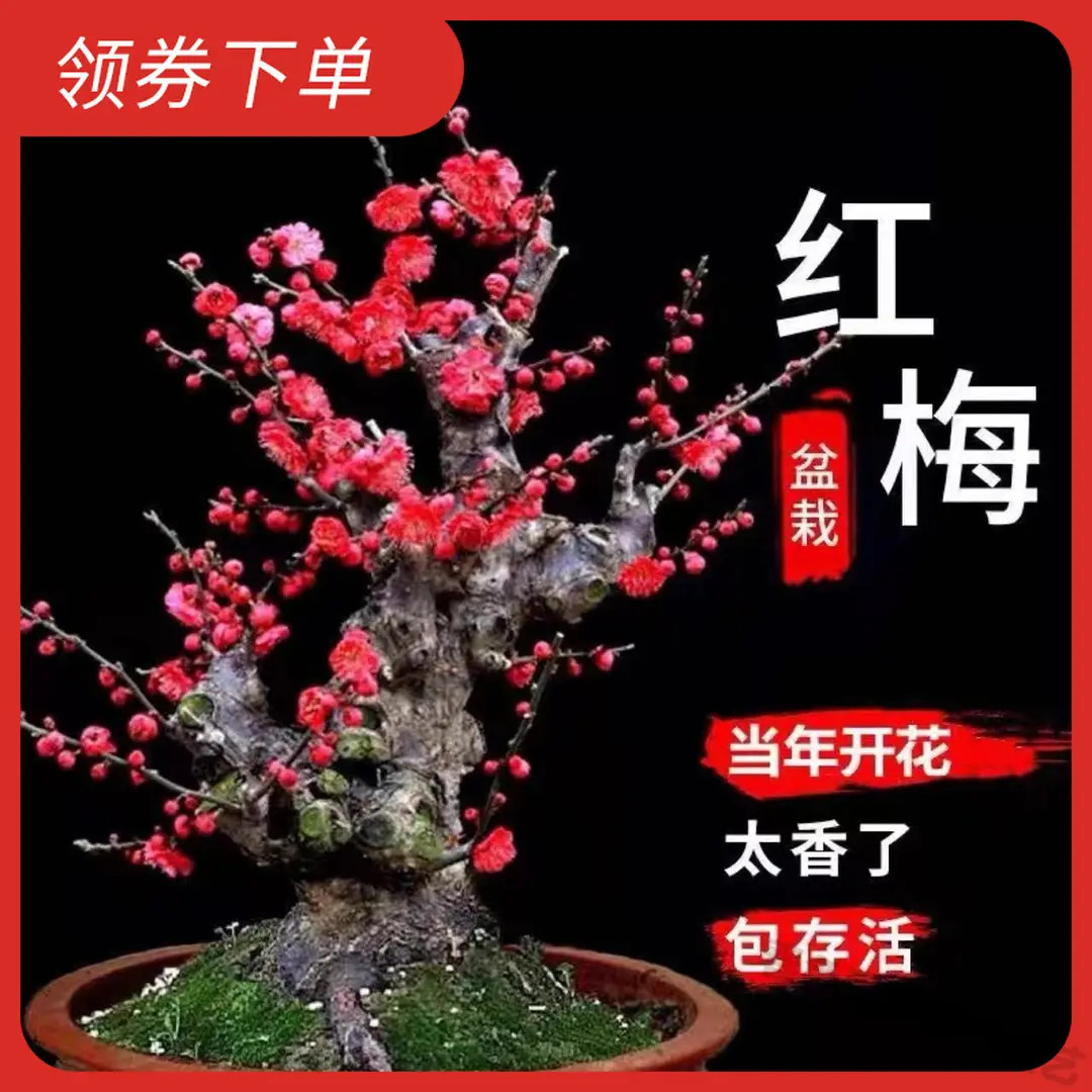 精选耐寒带芽花苗浓香梅花盆栽地栽树苗四季开花卉室内外今年开花