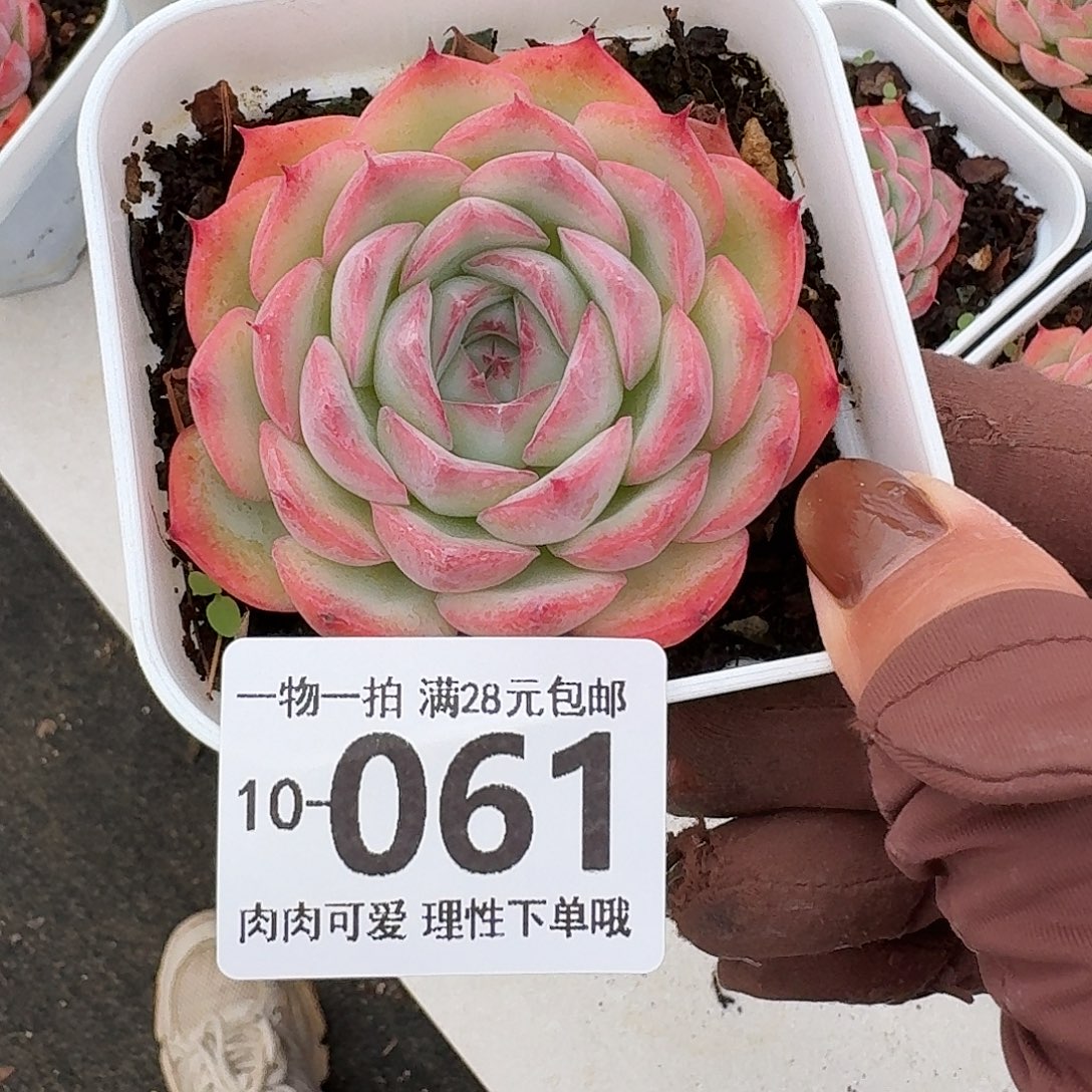 侧影无盆土发货无盆土发货无