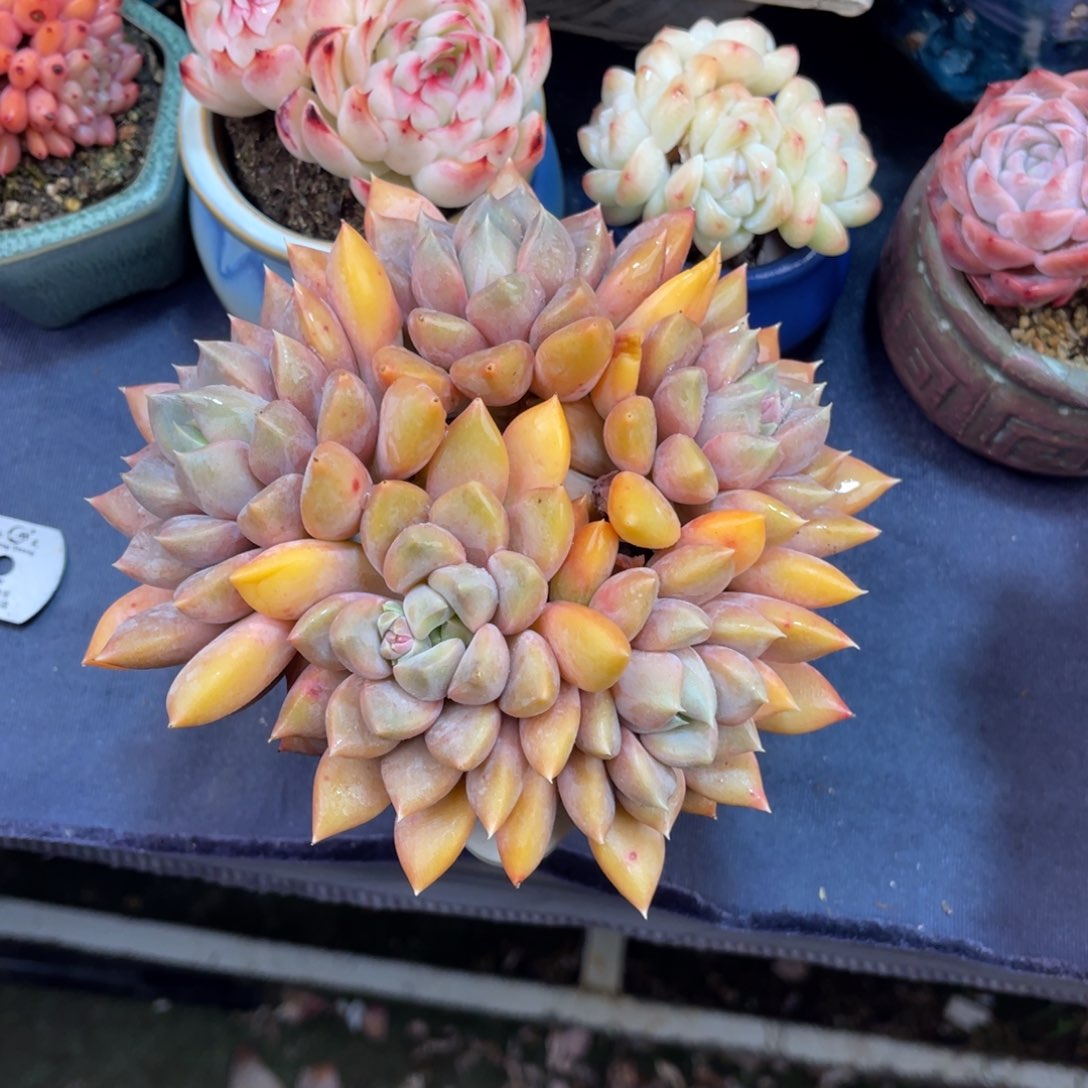 红象牙 十四公分 