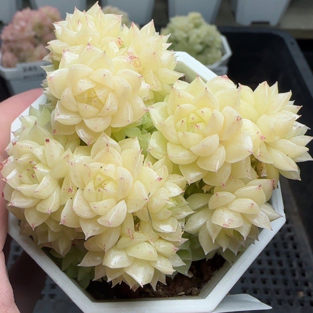 0206-244优选麦秆