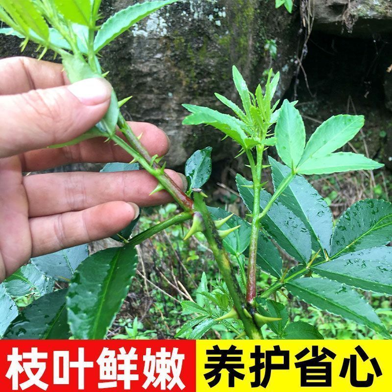 阳光果园：青花椒树苗盆栽地栽南北方种植