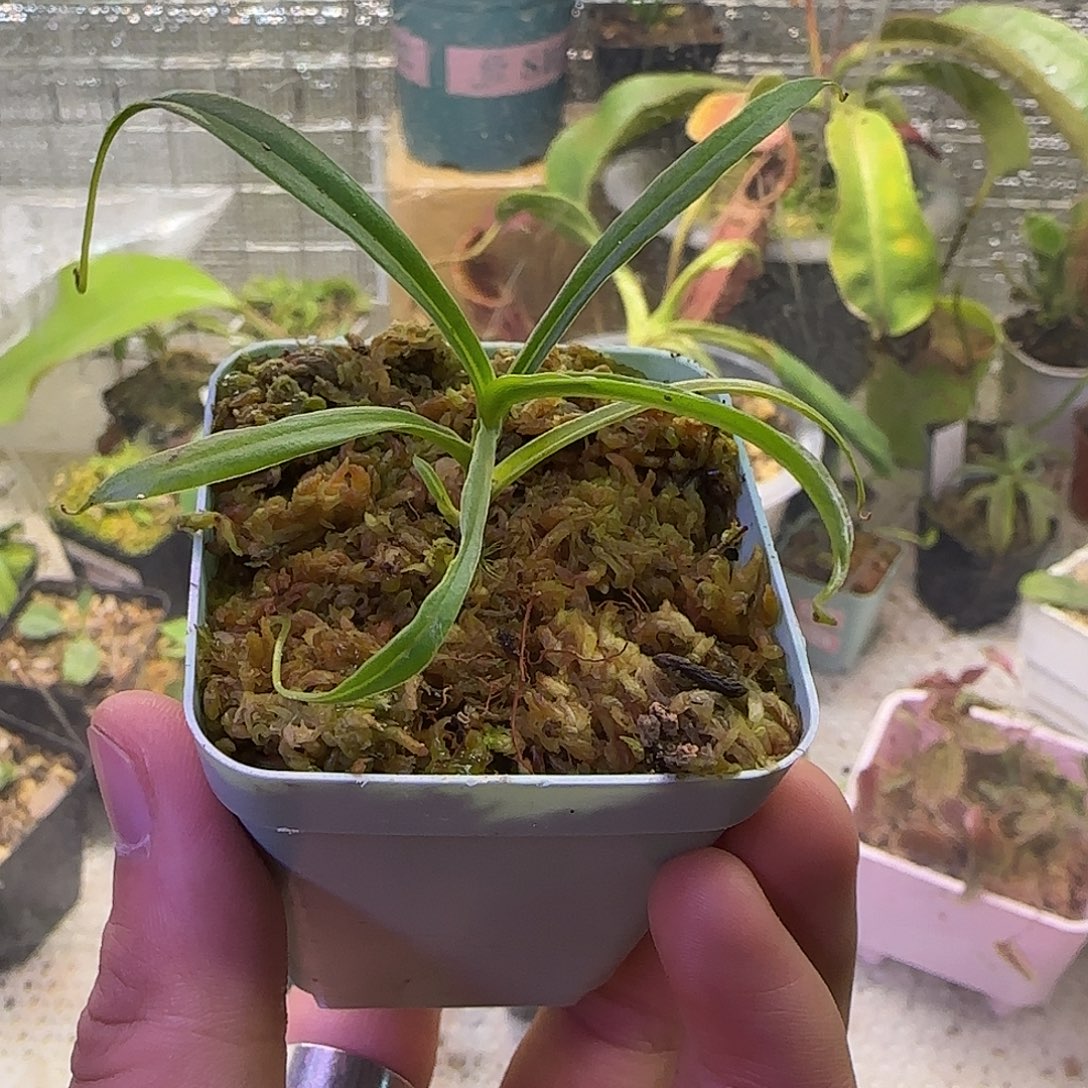 无花朵专拍猪笼草