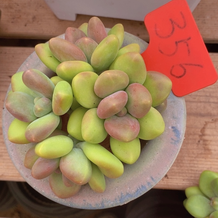 你不去上班就好的