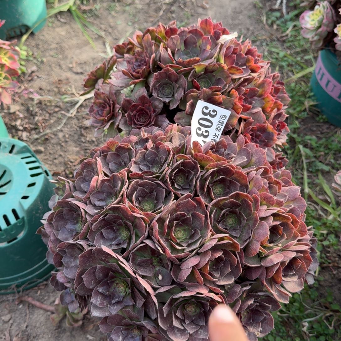 17-9法师红丝绒 黑魔3037