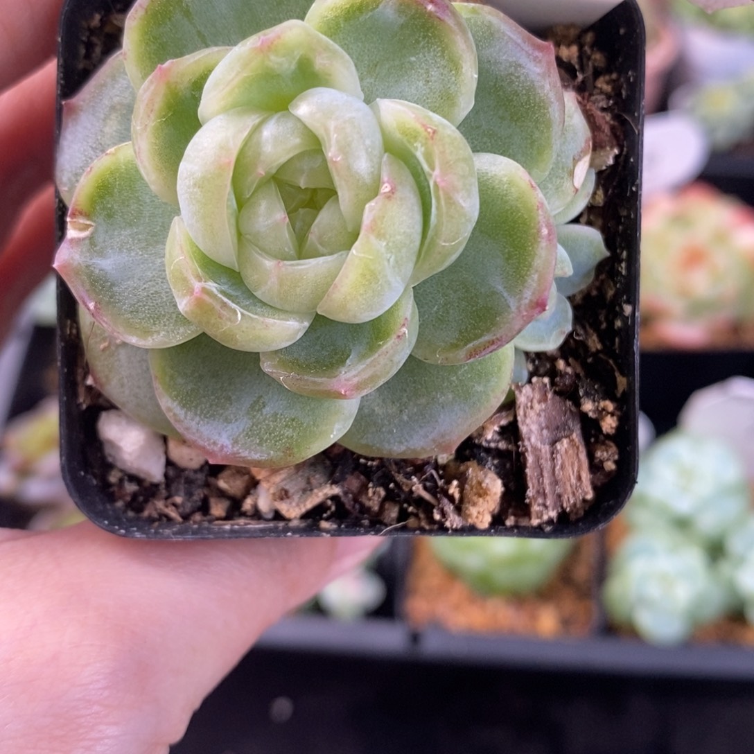白色玫瑰珍妮双头86号