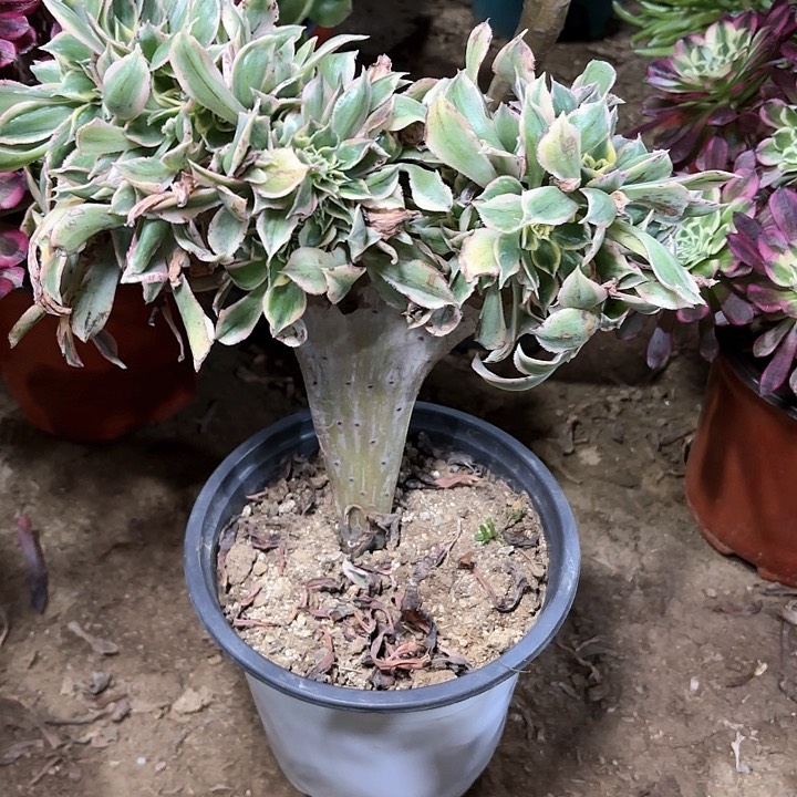 多肉植物法师灿烂59