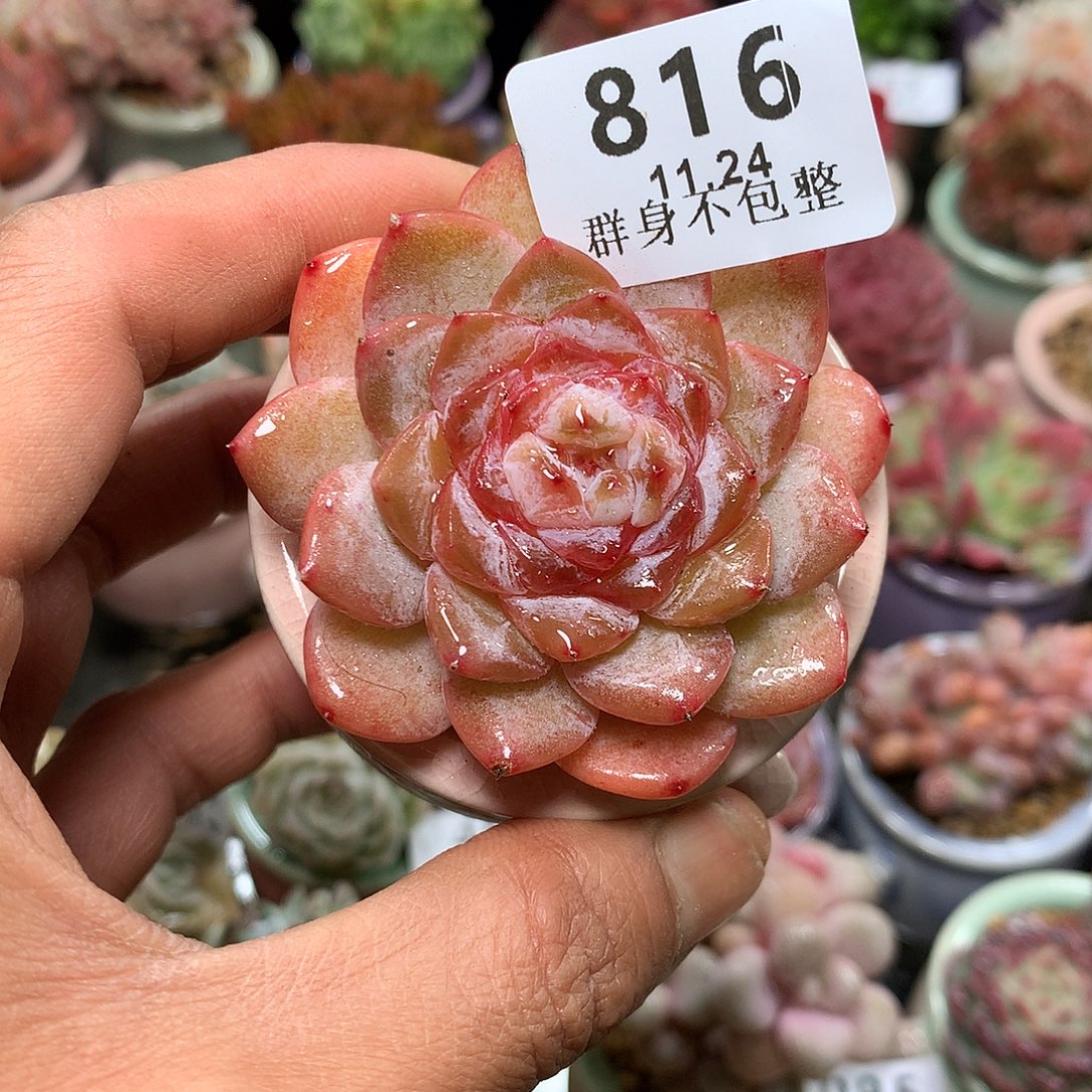 精控拇指盆11.24816