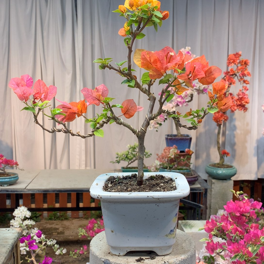 大量花朵（建议范围：8朵-15朵 或40%以上）