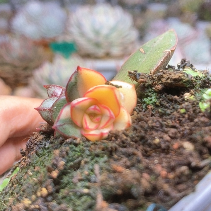 053麒麟座锦锦锦锦锦