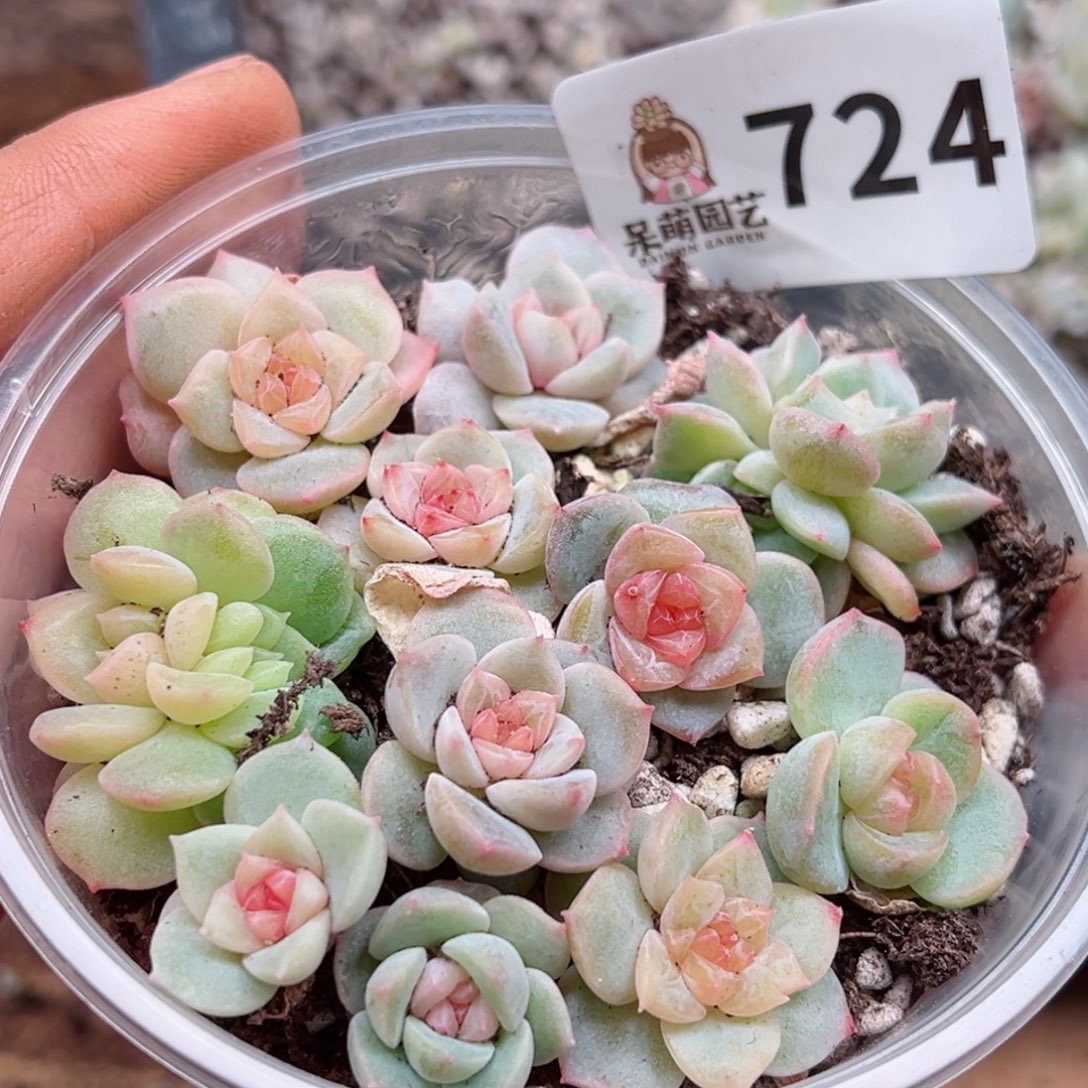 多肉植物多肉植物