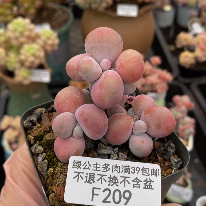 腰子桃蛋5cm209多肉植物