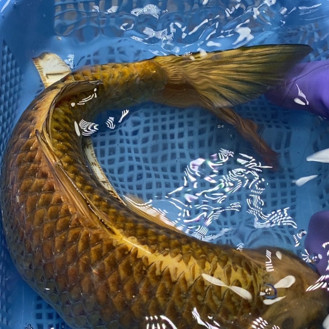 锦鲤冷水锦鲤包邮