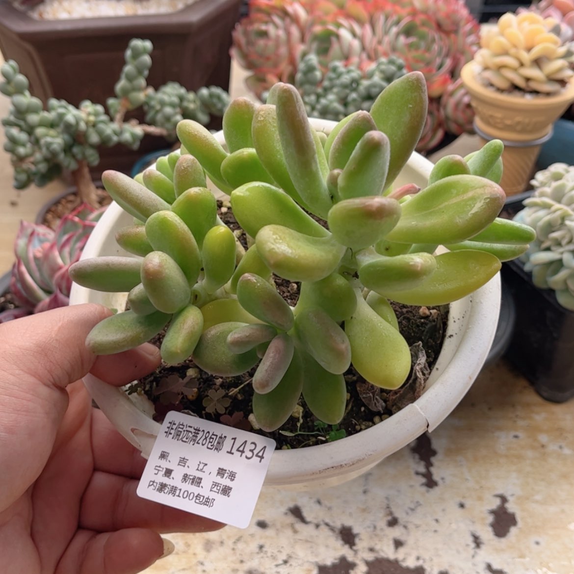 【闪购商品】1434金婵