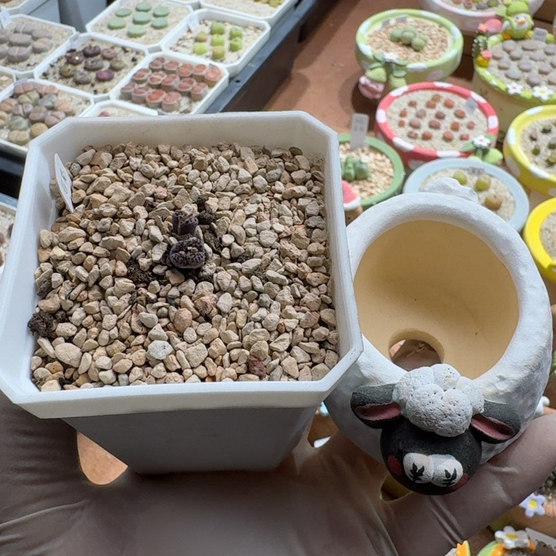 M***a1219-062连盆带花马克李子