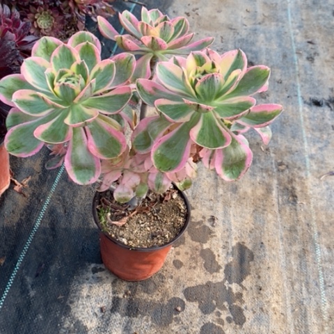 燕姿锦15多肉植物法师法师