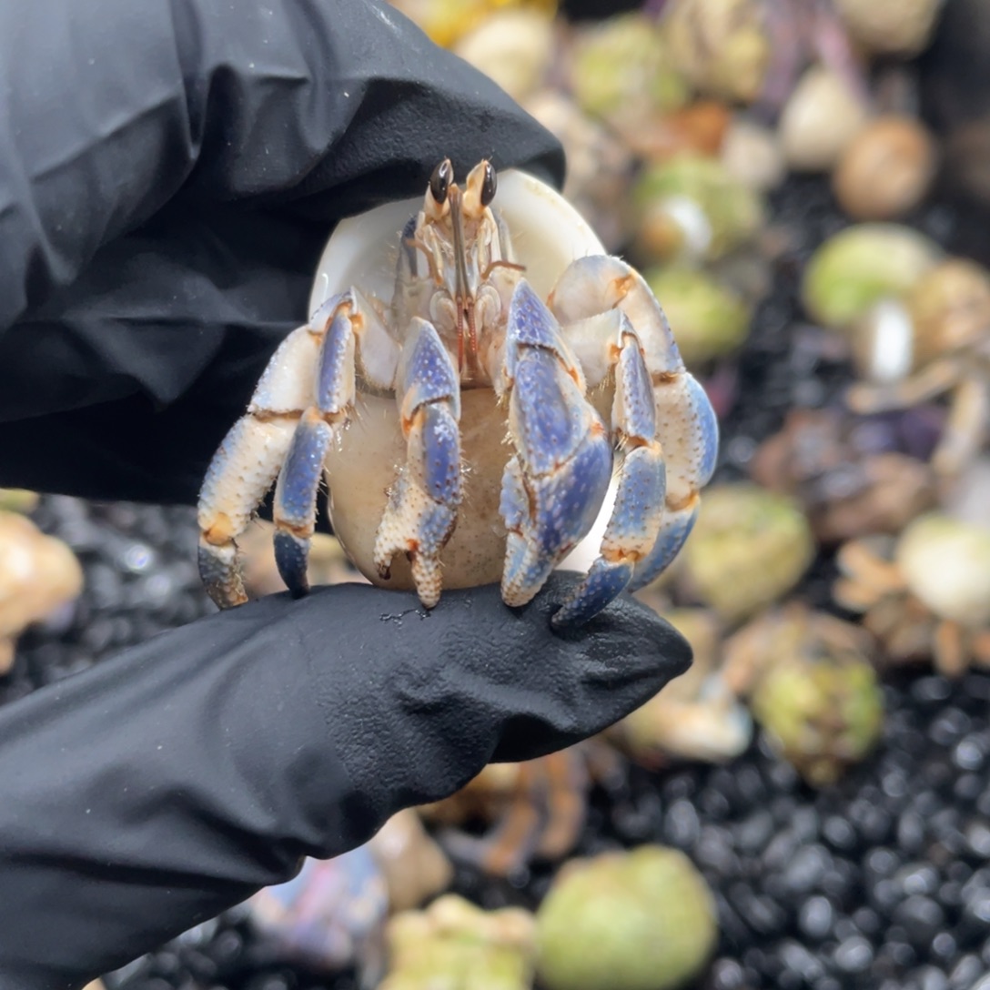 正儿八经牛仔蓝1.8