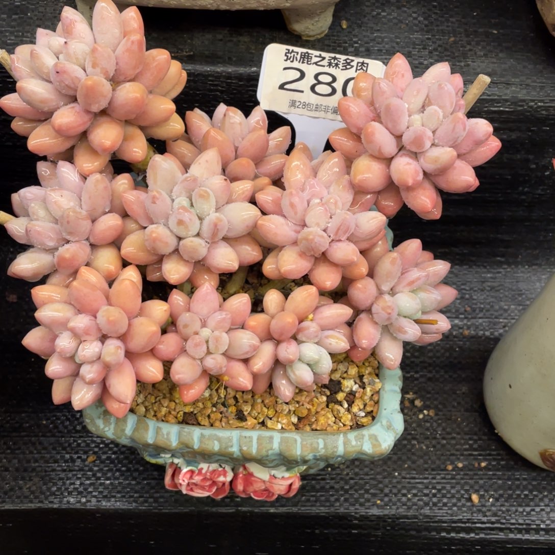 顺***张弥鹿之森一物一拍