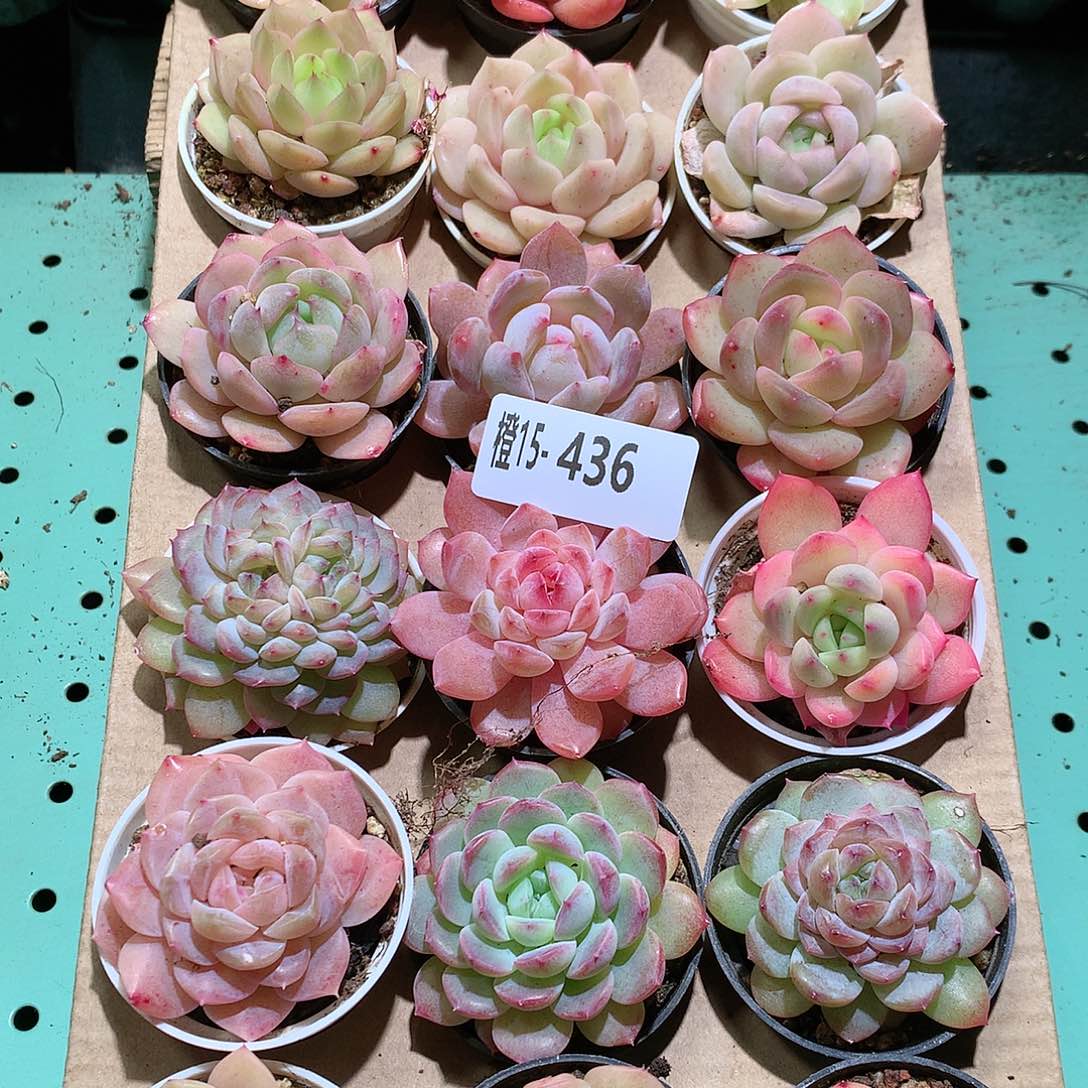 15-436一物一拍带盆18颗