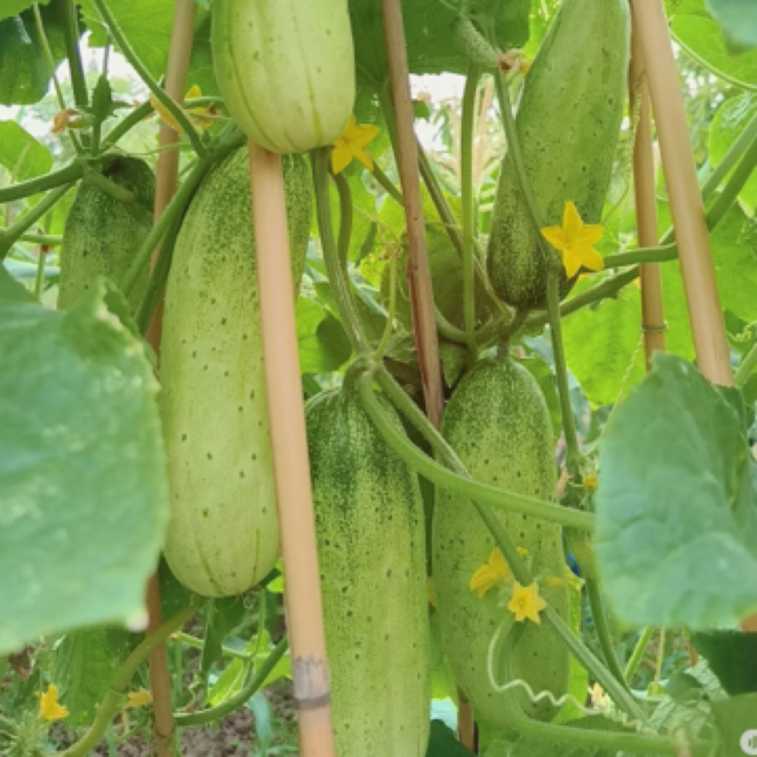 云南边境大集现收老品种黄瓜