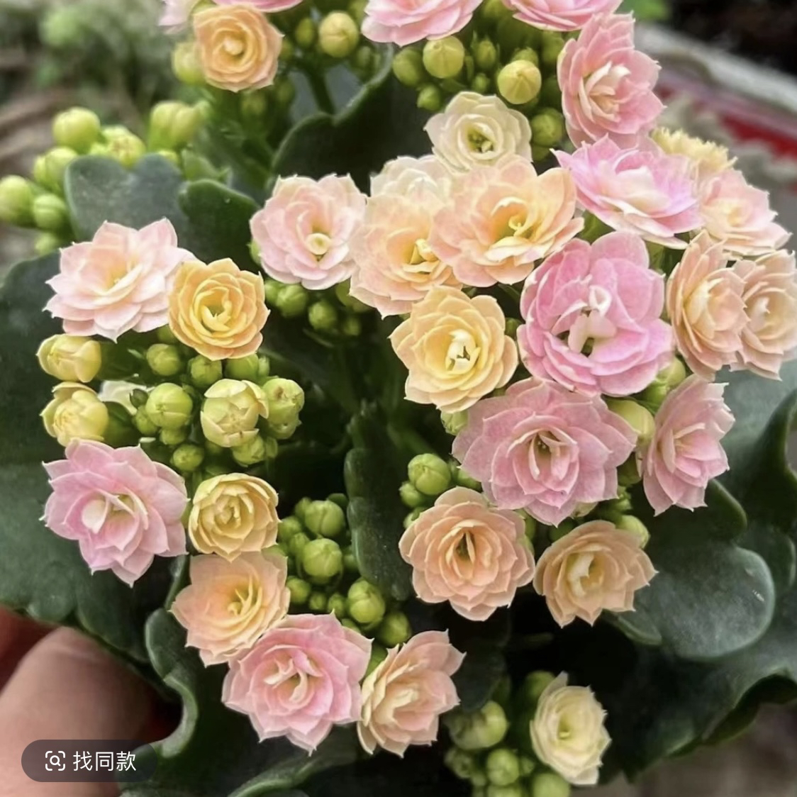 奶油睡莲：精品长寿带花苞（烂叶黄叶断个别花苞不售后，介意勿拍）