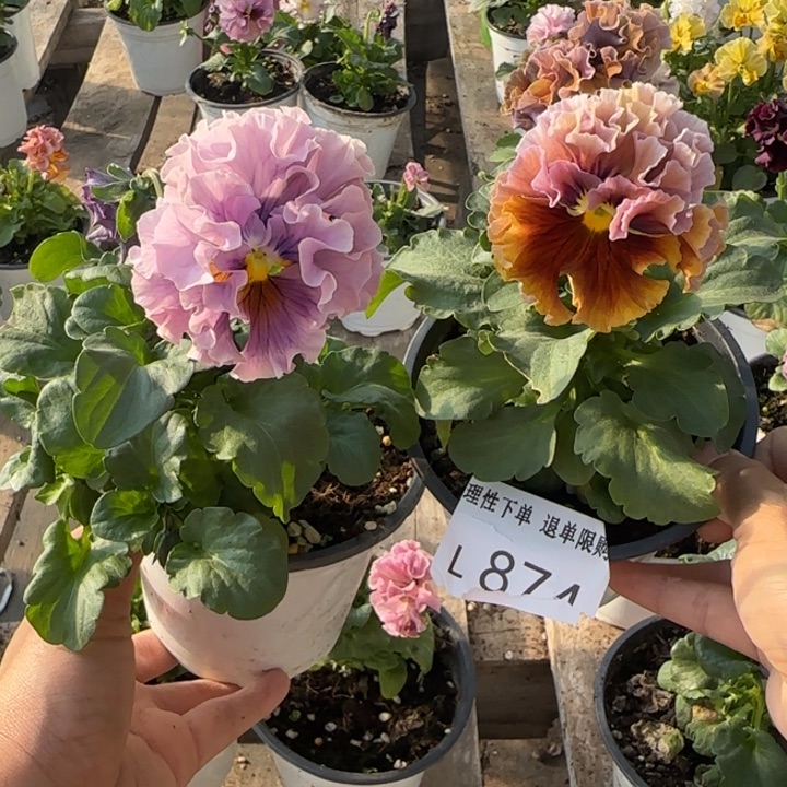 东***司无花朵L874两棵小苗默认苗晃零下5勿拍