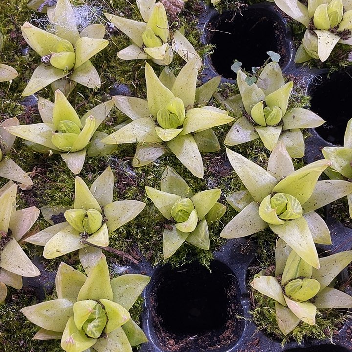 小玉露1元带土发货