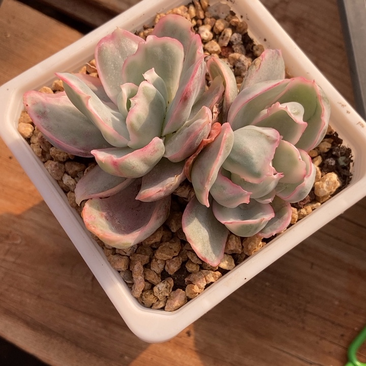 伯克利锦多肉植物