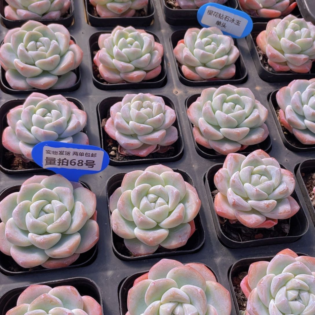 量拍68号 樱花钻石冰玉单头一个