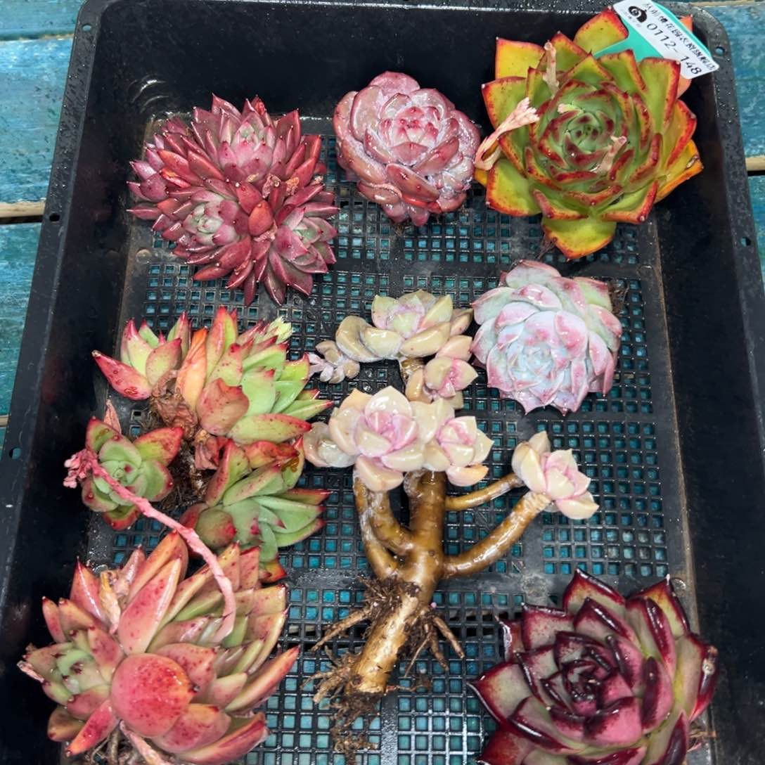 多肉一物一拍0112-148